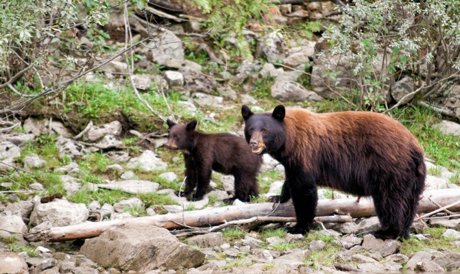 Wildlife viewing opportunities abound on our Western Canada National Parks Tour
