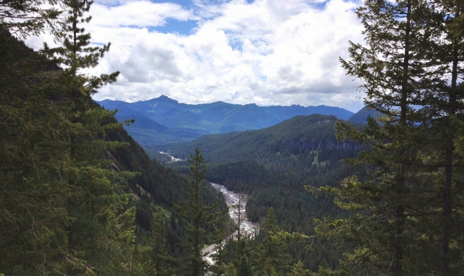 The melting snow from Mt Rainier winds through the forests