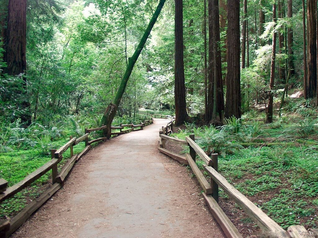 Muir Woods Path