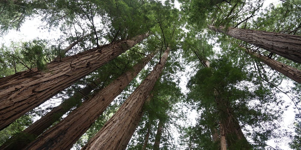 Muir Woods National Monument. California, USA.