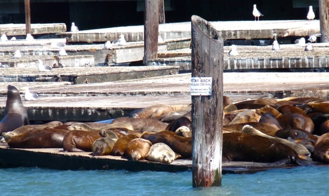 Pier39(lg)