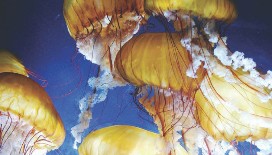 Check out the Sea Nettles and jellyfish at the Aquarium of the Bay